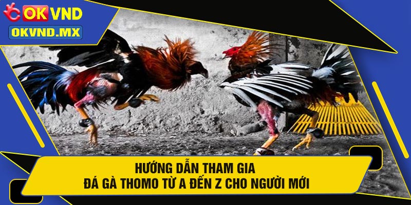 Hướng Dẫn Tham Gia  Đá Gà Thomo Từ A Đến Z Cho Người Mới
